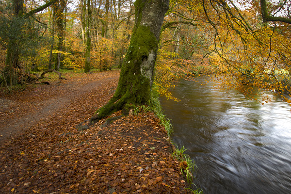 River Fowey  Picture Board by Eddie John