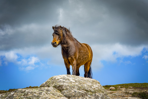 wild pony on treen cliffs Cornwall  Picture Board by Eddie John