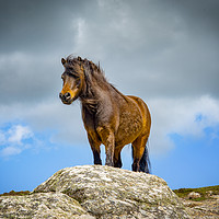 Buy canvas prints of wild pony on treen cliffs Cornwall  by Eddie John