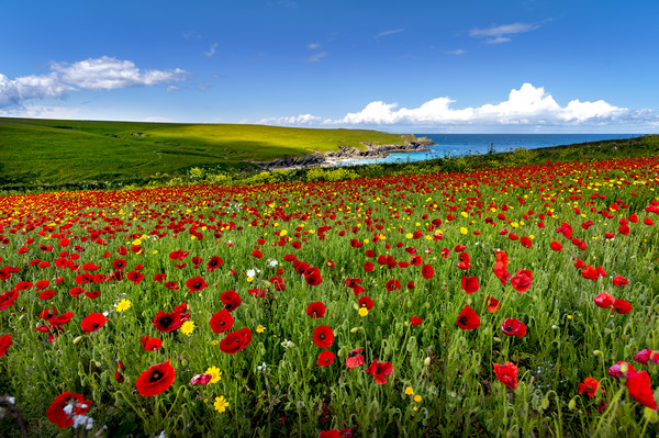 Poppy fields on the north Cornwall coast  Picture Board by Eddie John