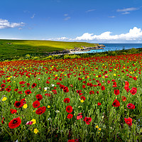 Buy canvas prints of Poppy fields on the north Cornwall coast  by Eddie John