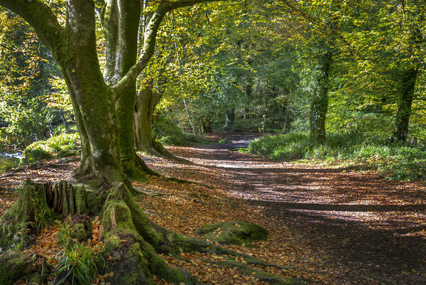 autumn woodland scene golitha falls  Cornwall Picture Board by Eddie John