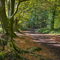 Buy canvas prints of autumn woodland scene golitha falls  Cornwall by Eddie John