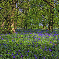 Buy canvas prints of Bluebell Wood by John Hare