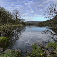 Buy canvas prints of Rydal Water Spring by John Hare