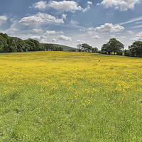 Buy canvas prints of Buttercup Meadow by John Hare