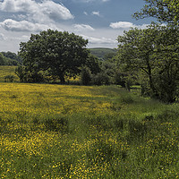 Buy canvas prints of Lancashire Buttercups by John Hare
