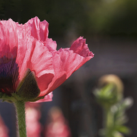 Buy canvas prints of  Poppy by Jan Allen