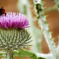 Buy canvas prints of Bee Gathering Thistle by Lisa LeDuc
