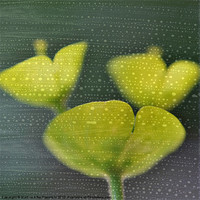 Buy canvas prints of Textured spurge by Martine Affre Eisenlohr