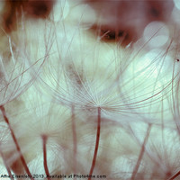 Buy canvas prints of Flying seeds by Martine Affre Eisenlohr