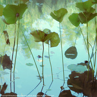 Buy canvas prints of The Lotus pond by Martine Affre Eisenlohr