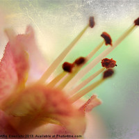 Buy canvas prints of Chestnut flower by Martine Affre Eisenlohr