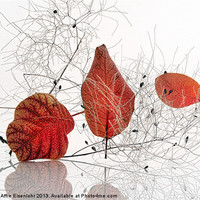Buy canvas prints of Red leaves by Martine Affre Eisenlohr