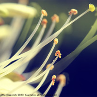 Buy canvas prints of Pistil and stamens by Martine Affre Eisenlohr