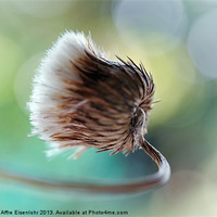Buy canvas prints of Seeds head thistle by Martine Affre Eisenlohr