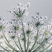 Buy canvas prints of Inflorescence in umbels by Martine Affre Eisenlohr