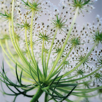 Buy canvas prints of Wild carrot flower by Martine Affre Eisenlohr