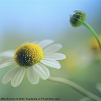 Buy canvas prints of Little daisy by Martine Affre Eisenlohr