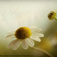 Buy canvas prints of Chamomile by Martine Affre Eisenlohr