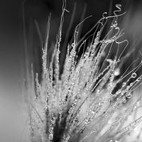 Buy canvas prints of  Dew drops by Martine Affre Eisenlohr