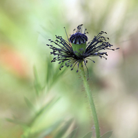 Buy canvas prints of Black is elegant by Martine Affre Eisenlohr