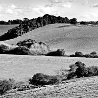 Buy canvas prints of Comboyne Pastures 1 bw by Dennis Gay