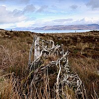 Buy canvas prints of Tormore Community Forest, Isle of Skye by richard jones
