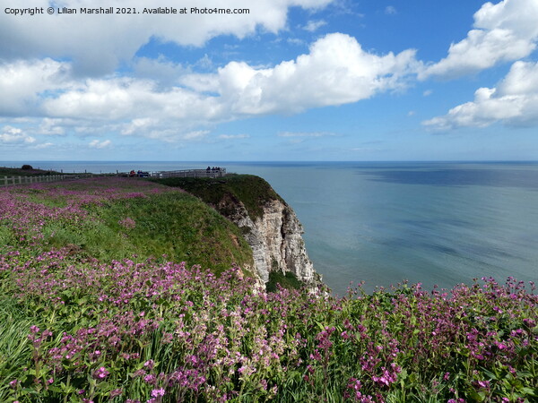 Bempton Cliffs Picture Board by Lilian Marshall