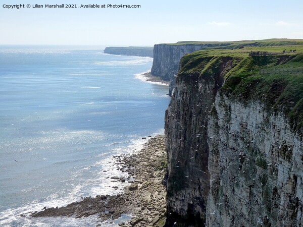 Bempton Cliffs Picture Board by Lilian Marshall