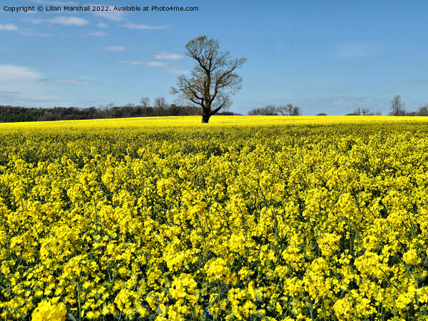 North Riding Rape Seed Fields.  Picture Board by Lilian Marshall