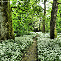 Buy canvas prints of Wild Garlick in Townley Park. by Lilian Marshall