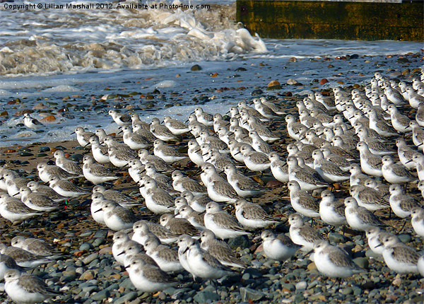 Sanderlings at Rossal Point Picture Board by Lilian Marshall