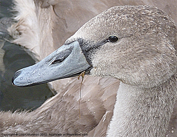 Portrait of a Cygnet. Picture Board by Lilian Marshall