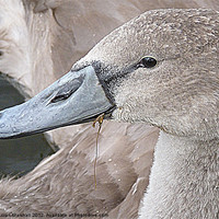 Buy canvas prints of Portrait of a Cygnet. by Lilian Marshall