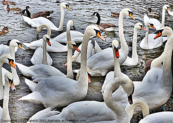 Swans at Bowness. Picture Board by Lilian Marshall