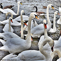 Buy canvas prints of Swans at Bowness. by Lilian Marshall
