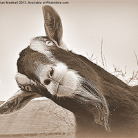 Buy canvas prints of The Nosy Goat (2) by Lilian Marshall