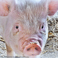 Buy canvas prints of Rare Breed Pigs, by Lilian Marshall