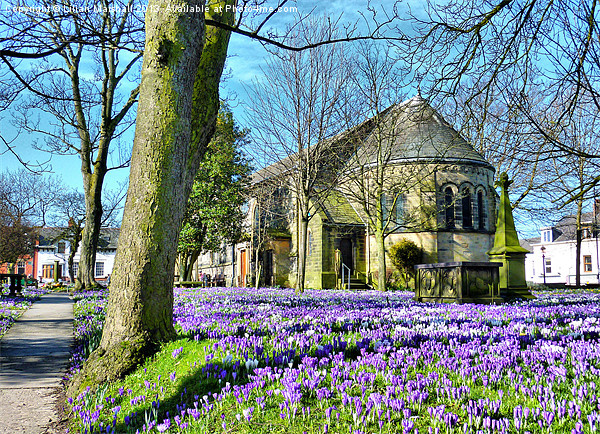 Springtime at St Chads. Picture Board by Lilian Marshall