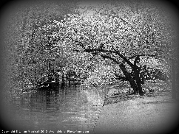 White Flowering Japanese Cherry Tree Picture Board by Lilian Marshall