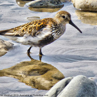 Buy canvas prints of The Dunlin by Lilian Marshall