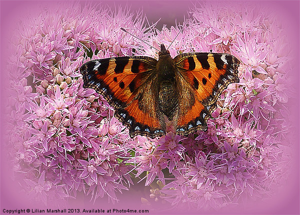 Tortoiseshell Butterfly on Pink Sedum. Picture Board by Lilian Marshall