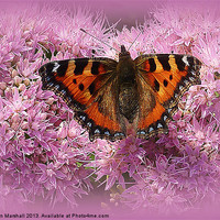 Buy canvas prints of Tortoiseshell Butterfly on Pink Sedum. by Lilian Marshall