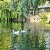 Buy canvas prints of Stanley Park Boating Lake. by Lilian Marshall