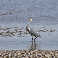 Buy canvas prints of Skippool Creek by Lilian Marshall