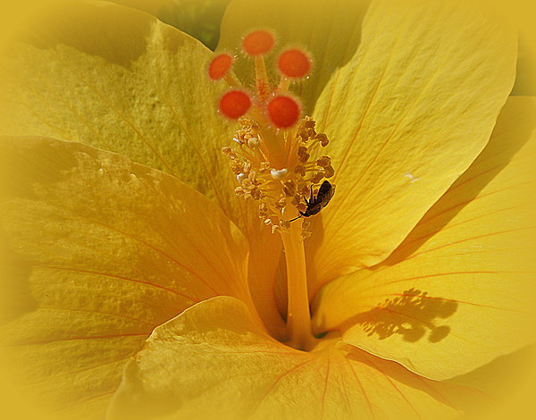 Yellow Hibiscus. Picture Board by Lilian Marshall