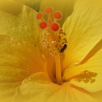 Buy canvas prints of Yellow Hibiscus. by Lilian Marshall