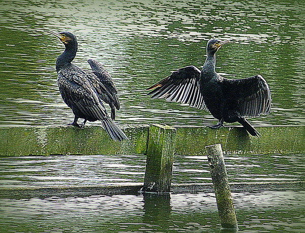 Cormorants in the Park. Picture Board by Lilian Marshall