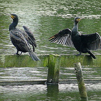 Buy canvas prints of Cormorants in the Park. by Lilian Marshall